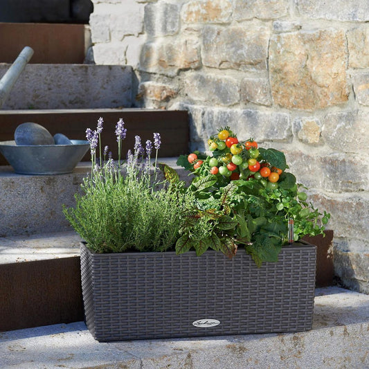 LECHUZA BALCONERA Cottage Self-watering Window Box Plant Pot with Substrate and Water Level Indicator - citiplants.com