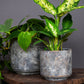 Tivoli Planter Earth - citiplants.com
