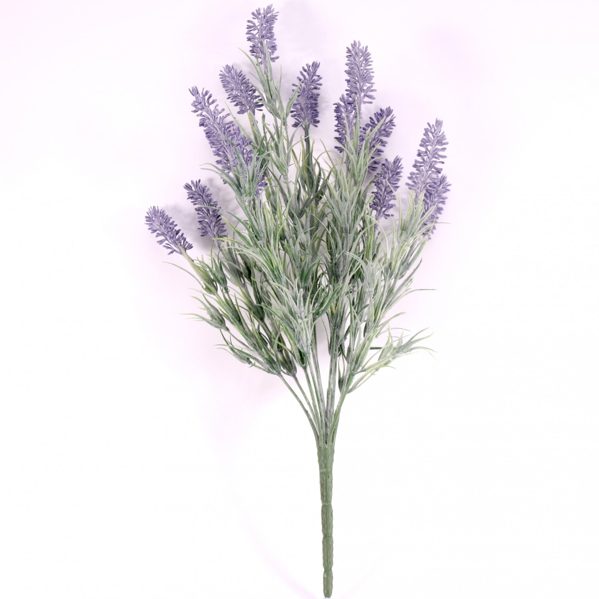 Lavender Plant - citiplants.com