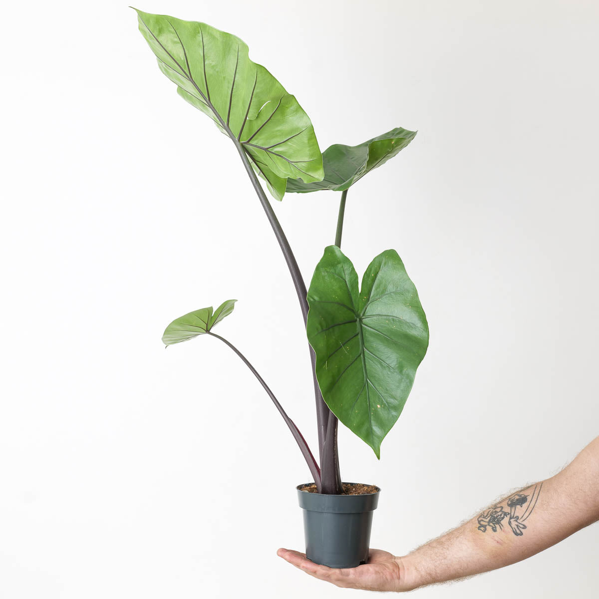 Alocasia 'Black Stem' - citiplants.com