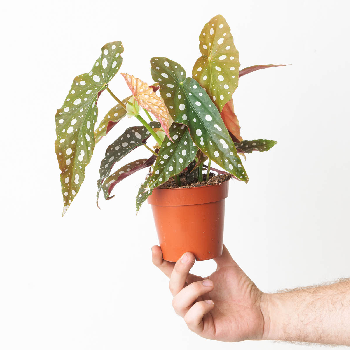 Begonia maculata 'Polka Dot' - citiplants.com