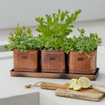 Outdoor Hampton Copper Set of 3 Herb Planters With Tray - citiplants.com