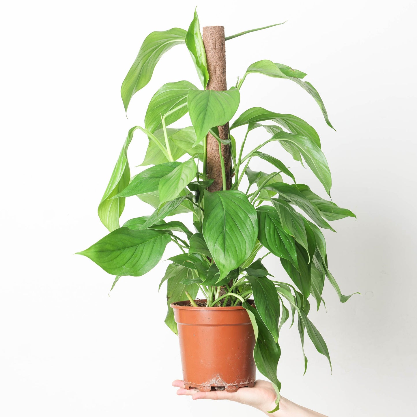 Monstera acacoyaguensis - citiplants.com