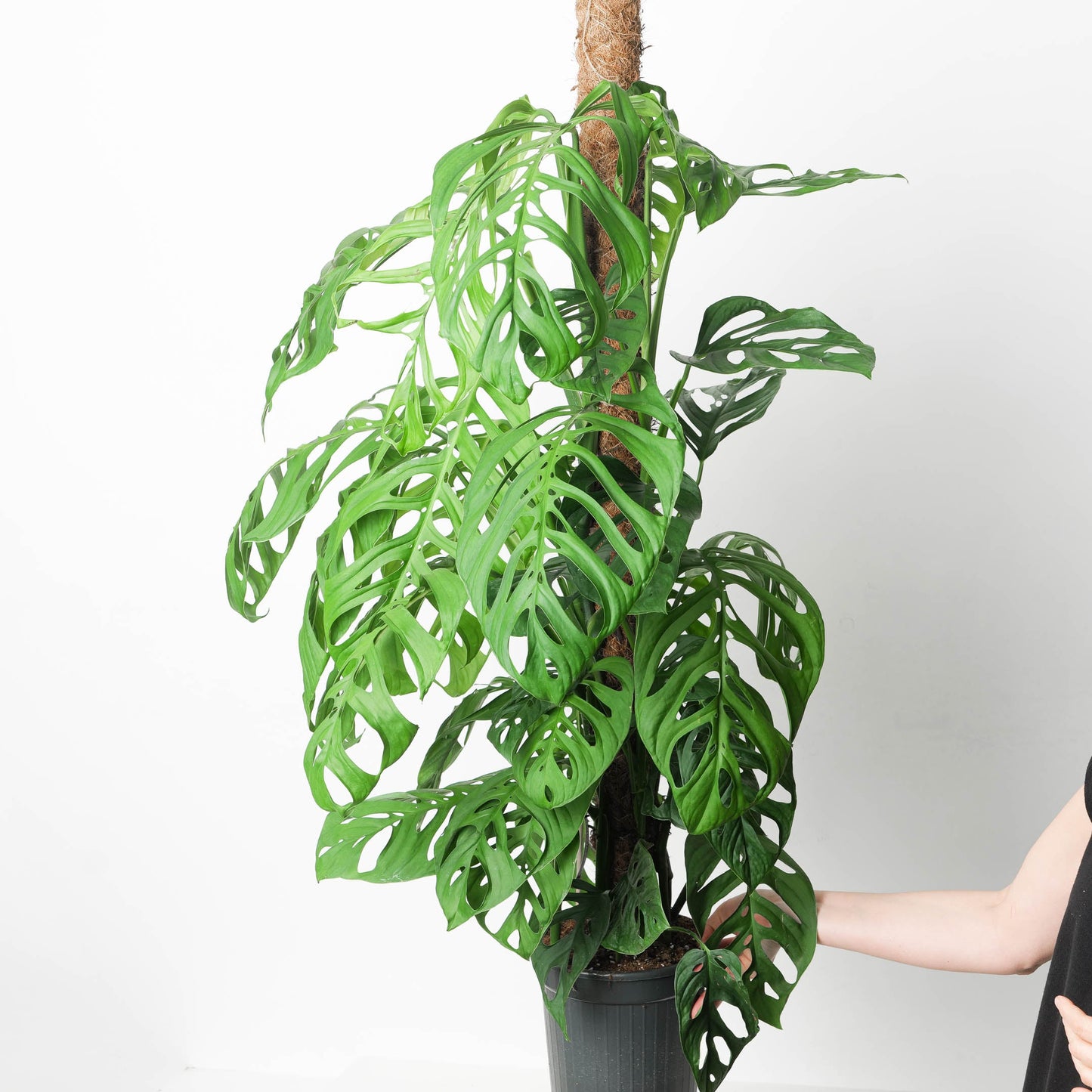 Monstera 'Esqueleto' - citiplants.com