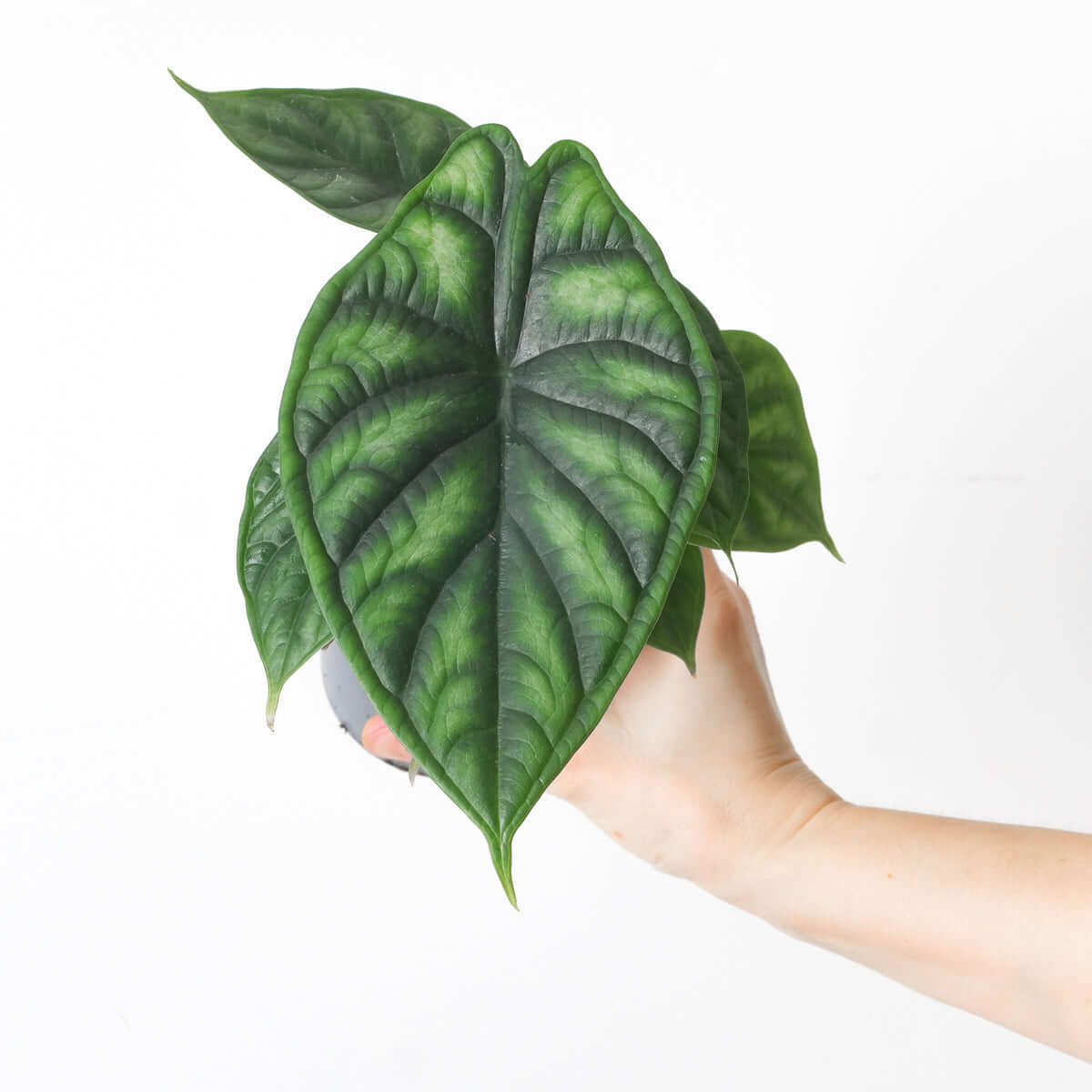 Alocasia 'Dragon Scale' - citiplants.com