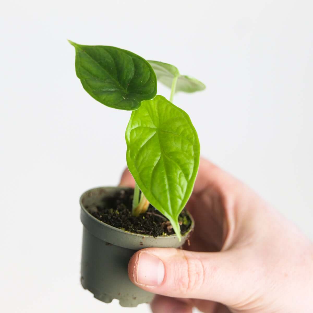 Alocasia 'Dragon Scale' - citiplants.com