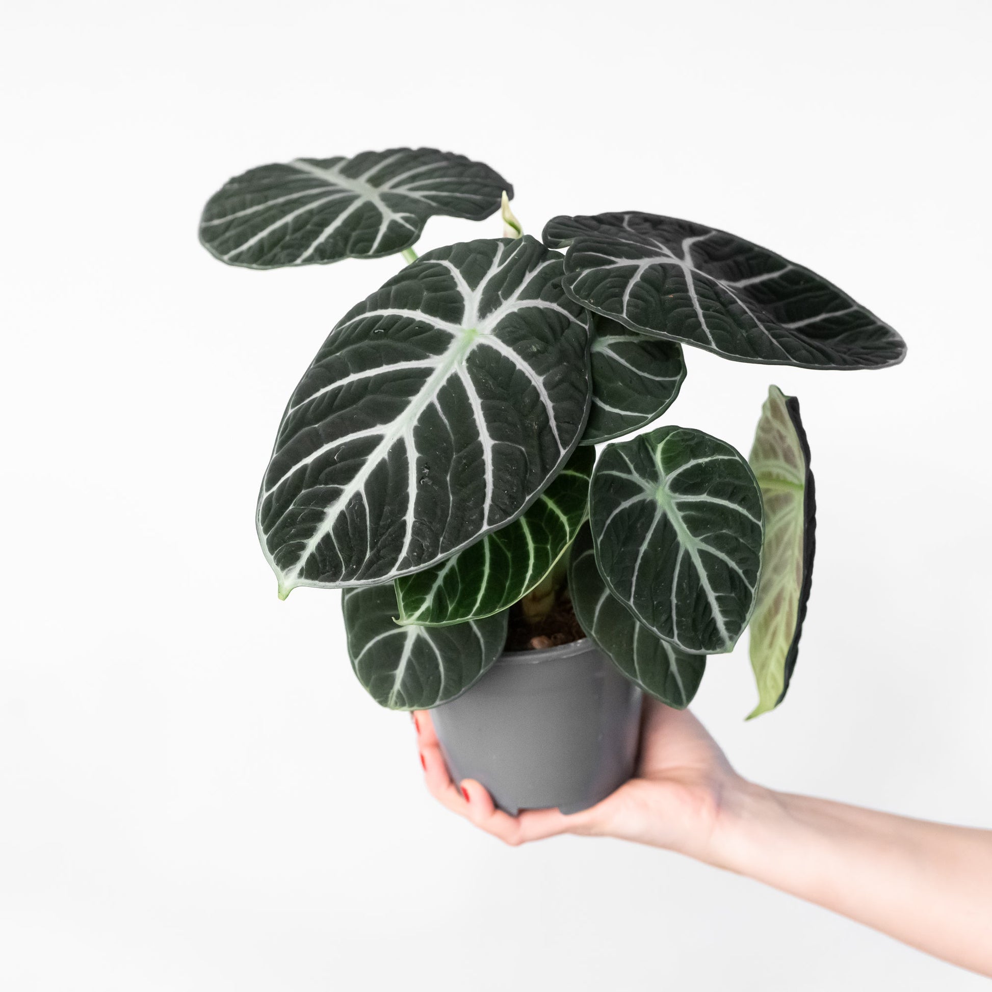 Alocasia 'Black Velvet' - citiplants.com