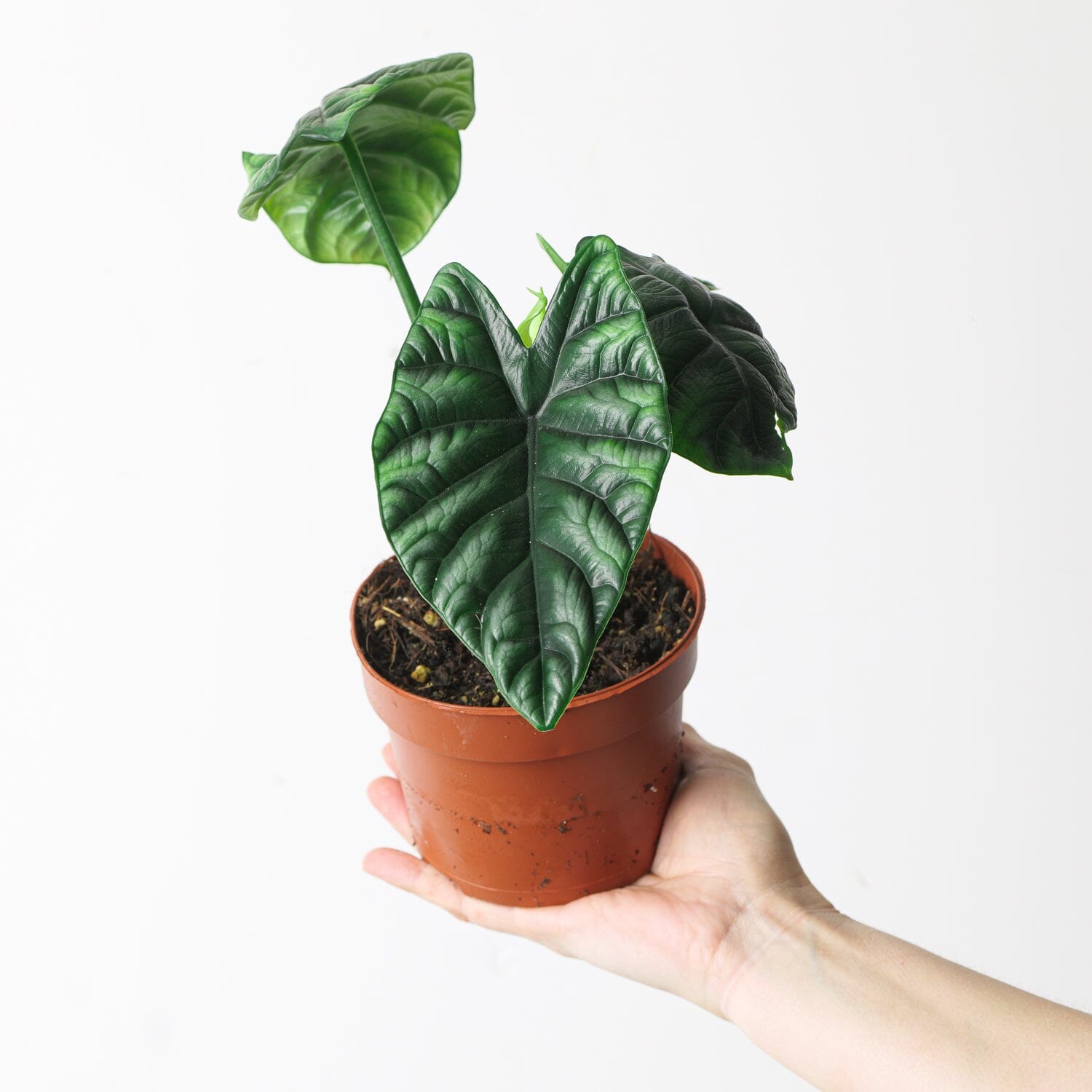 Alocasia sinuata - citiplants.com