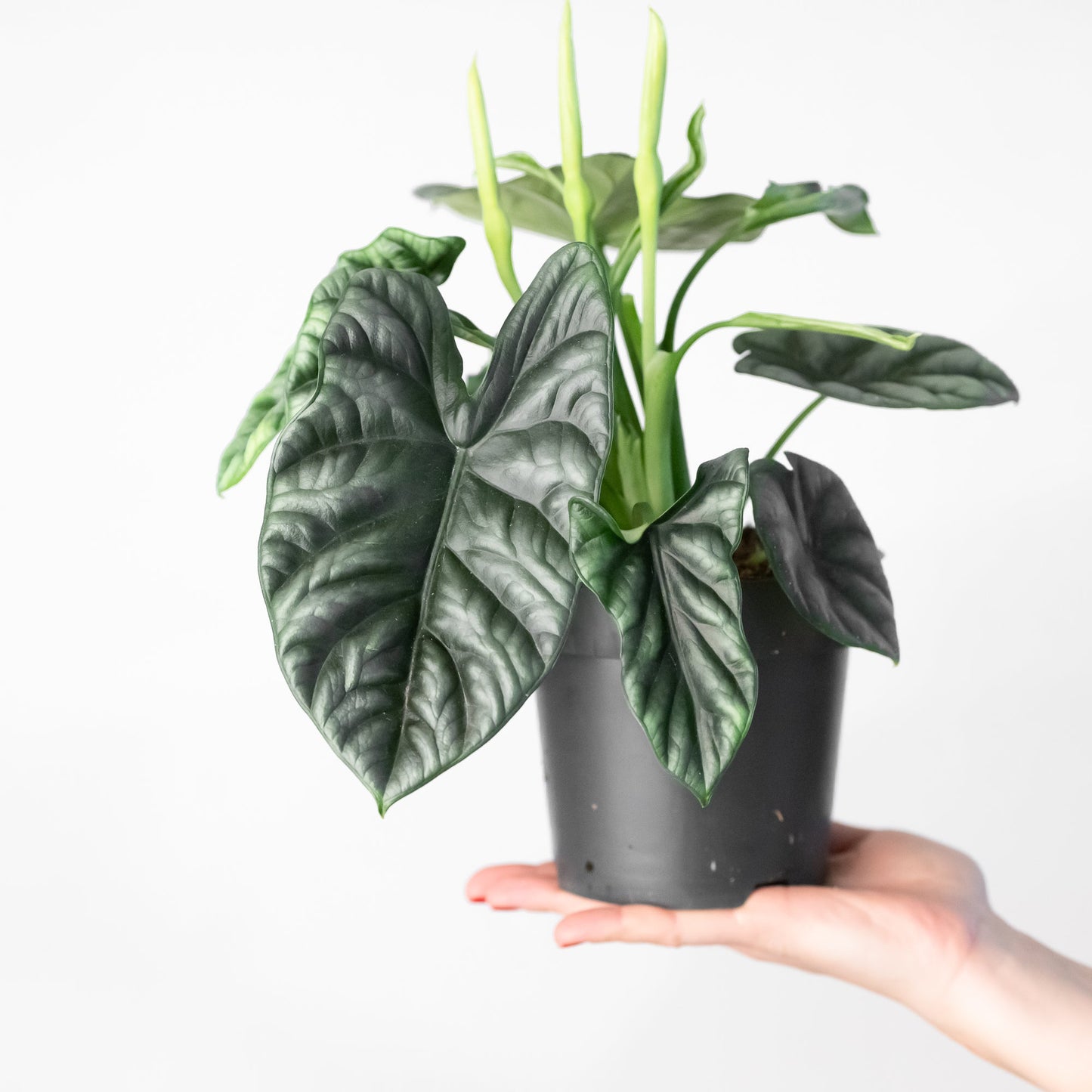 Alocasia sinuata - citiplants.com