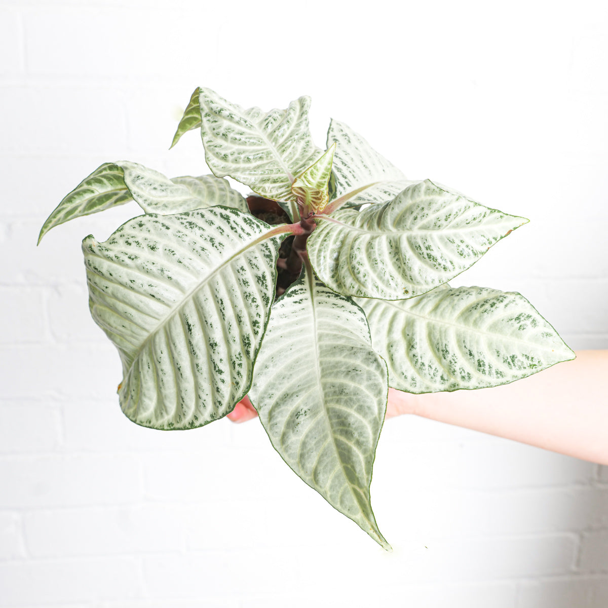 Aphelandra 'White Wash' - citiplants.com