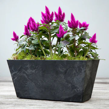 Balcony Trough Ella - citiplants.com