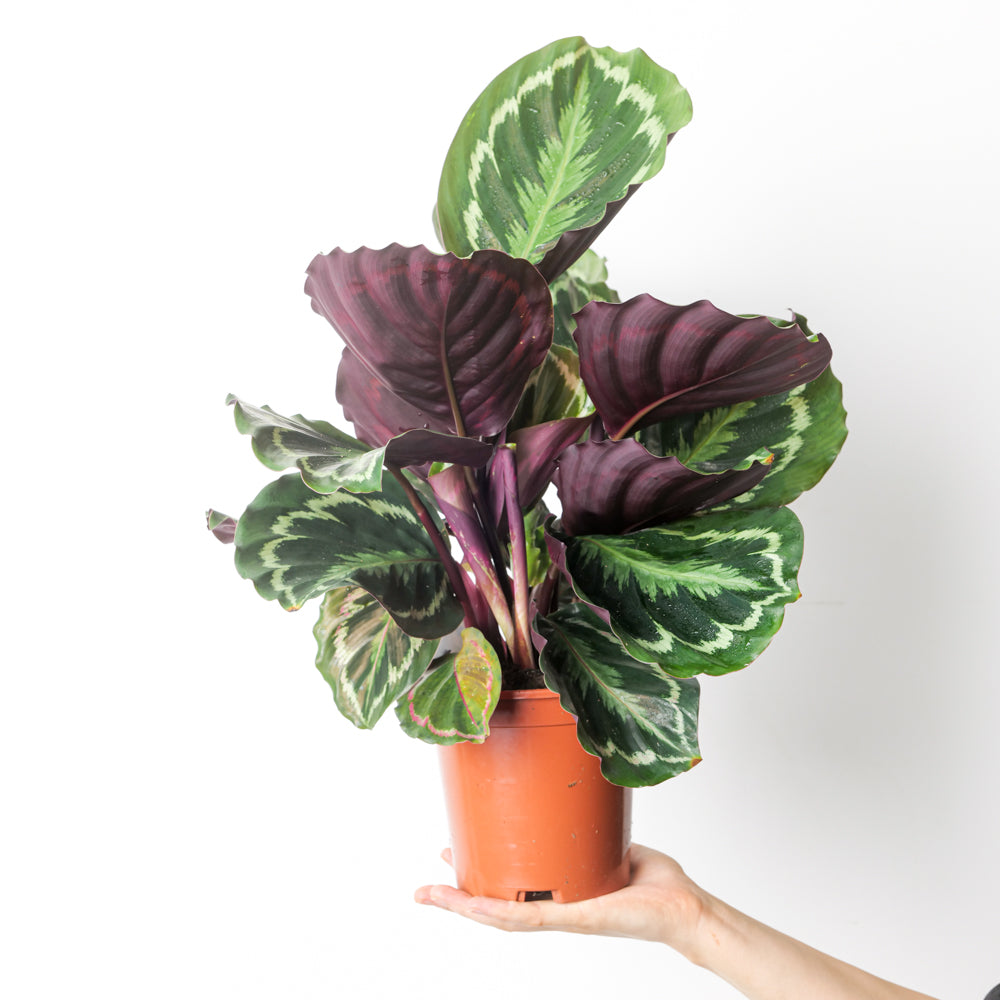 Calathea roseopicta 'Medallion' - citiplants.com