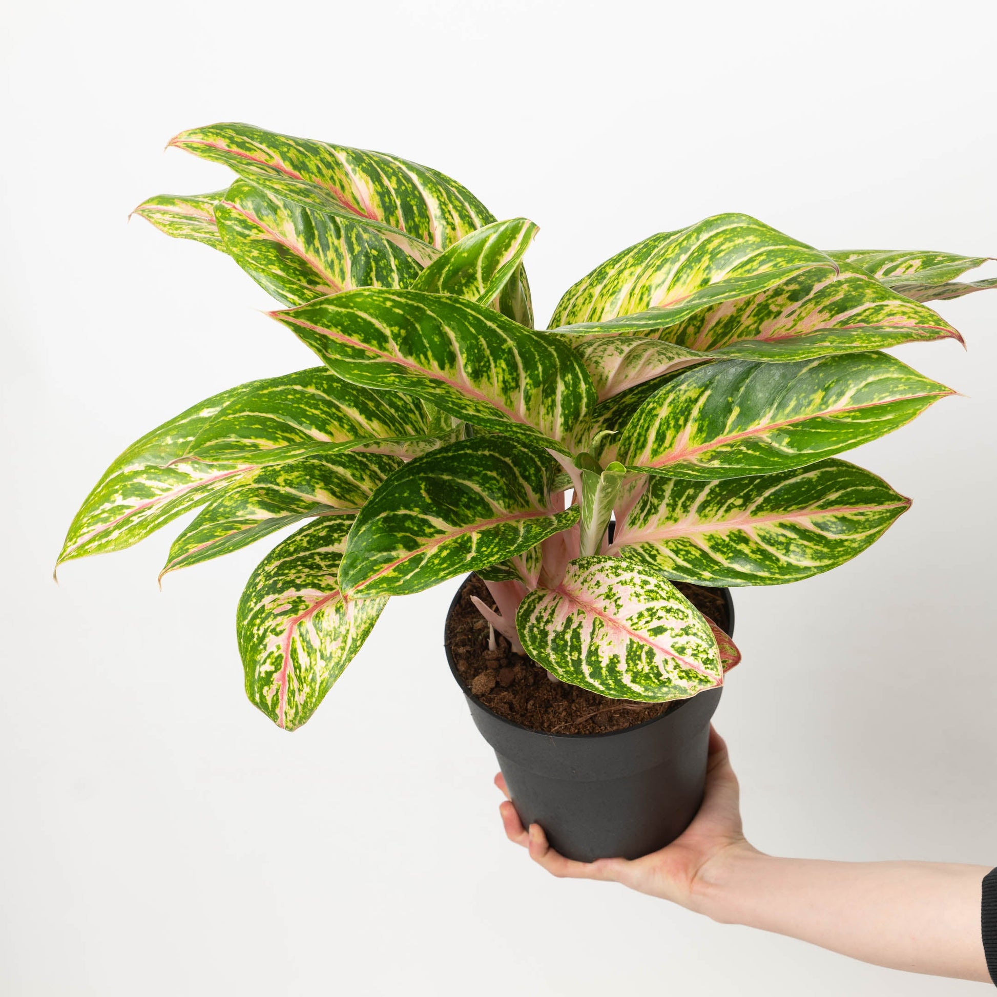 Aglaonema Cocomelon - citiplants.com