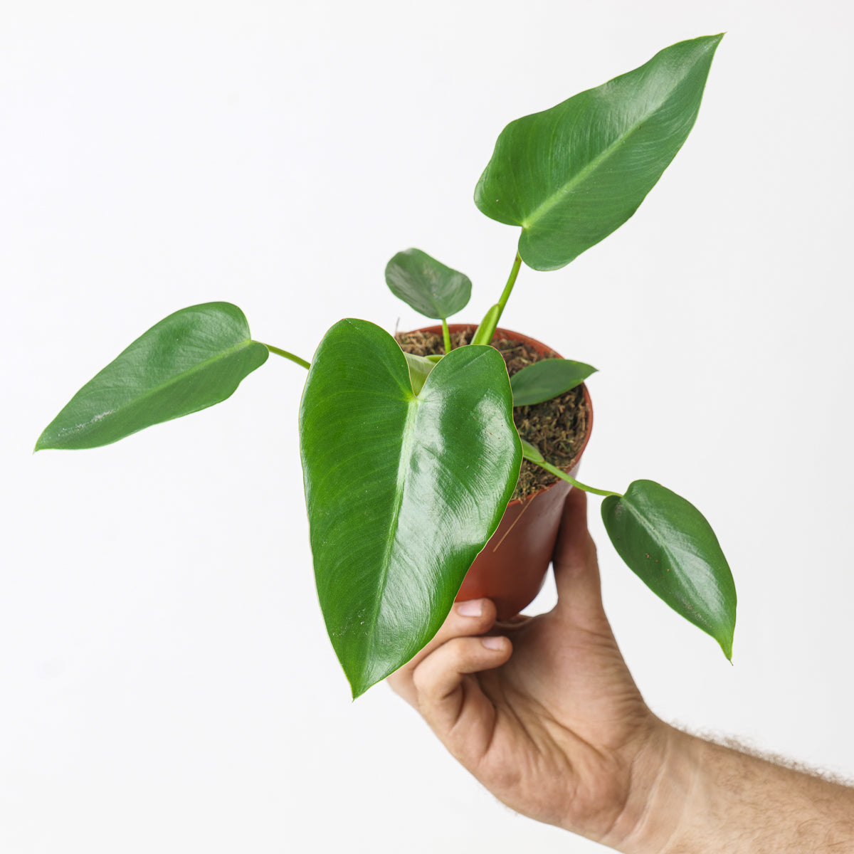 Philodendron corcovadense - citiplants.com