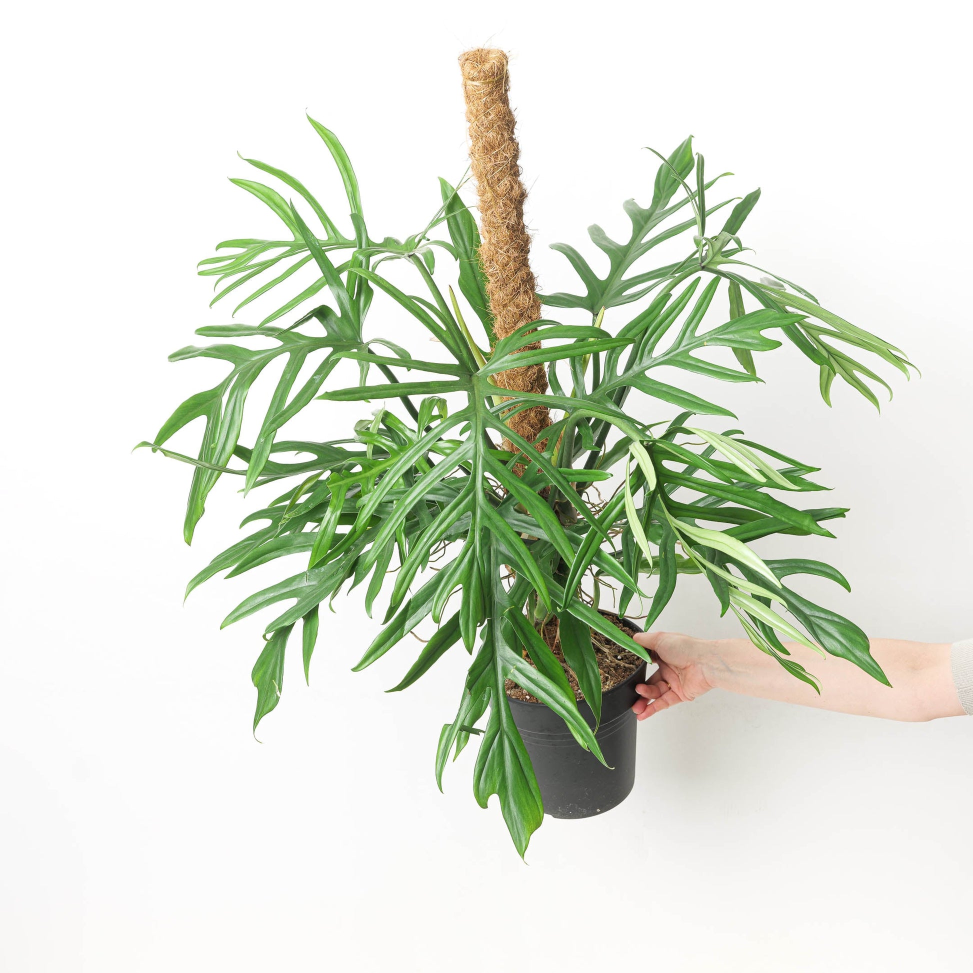 Philodendron elegans - citiplants.com