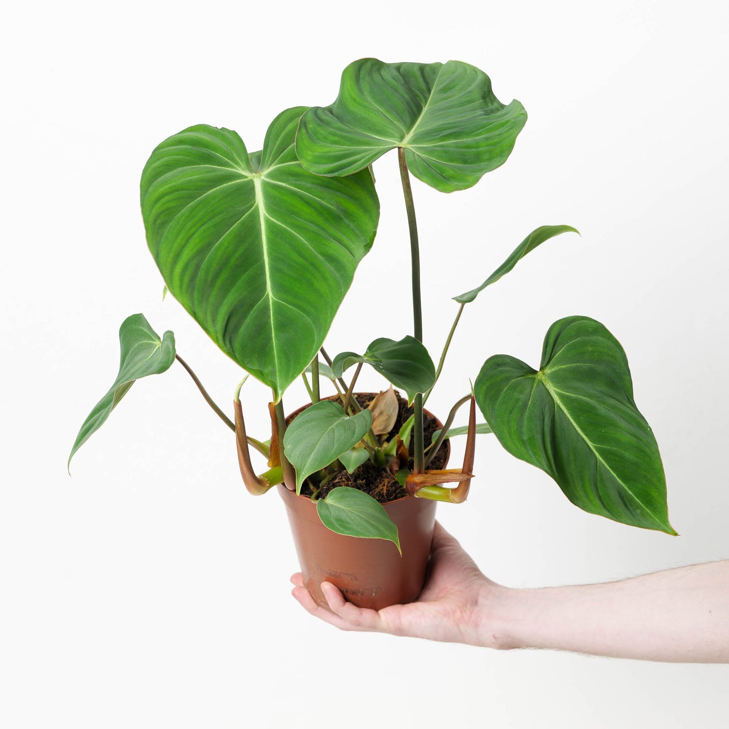 Philodendron gloriosum - citiplants.com