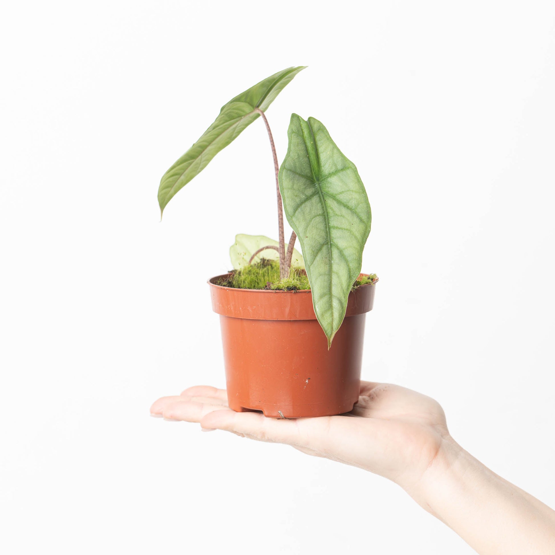 Alocasia heterophylla 'Corazon' - citiplants.com