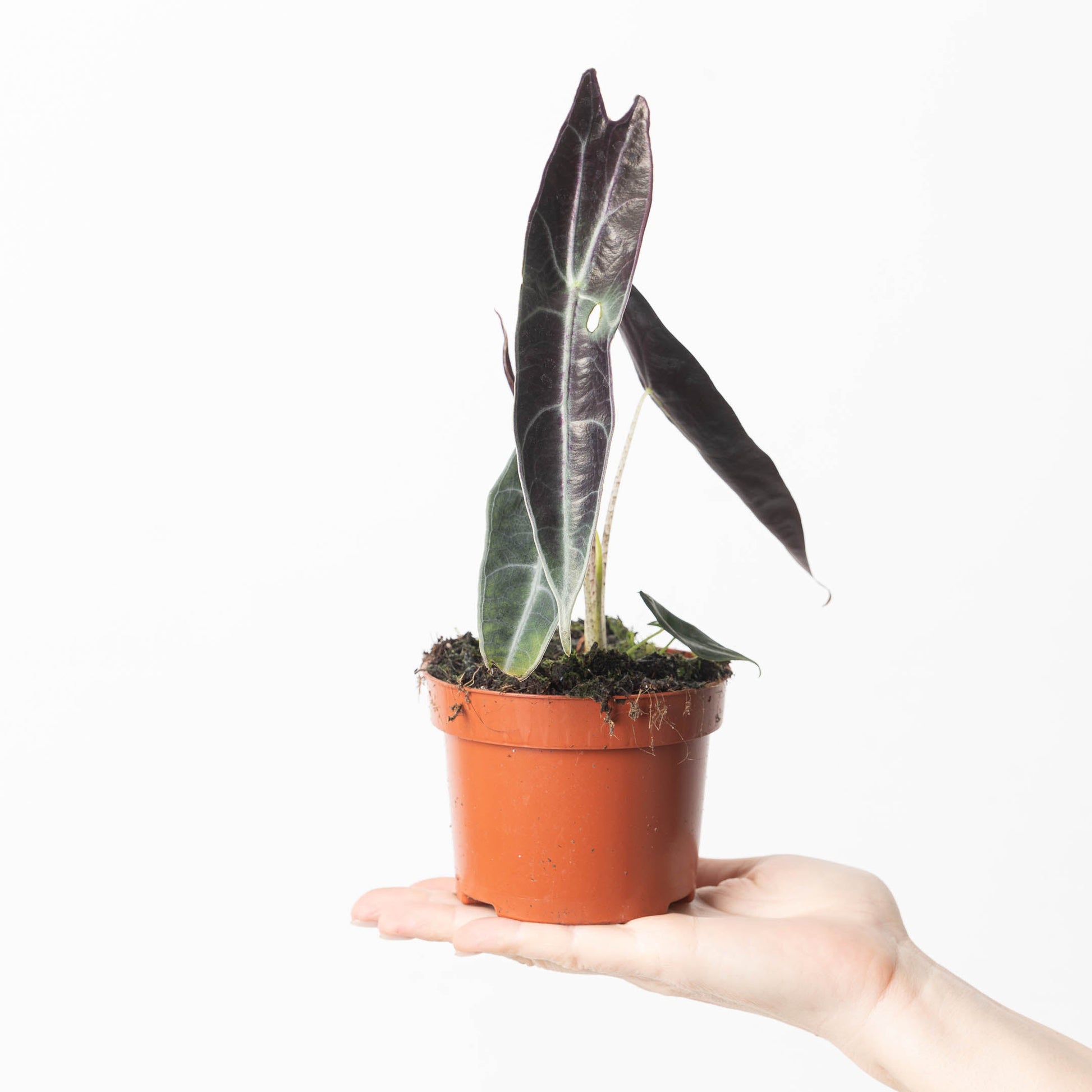 Alocasia longiloba 'Purple' - citiplants.com