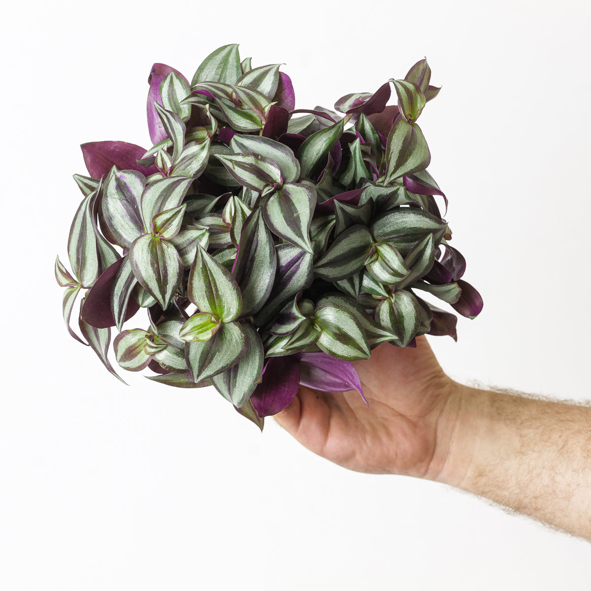 Tradescantia Zebrina - citiplants.com