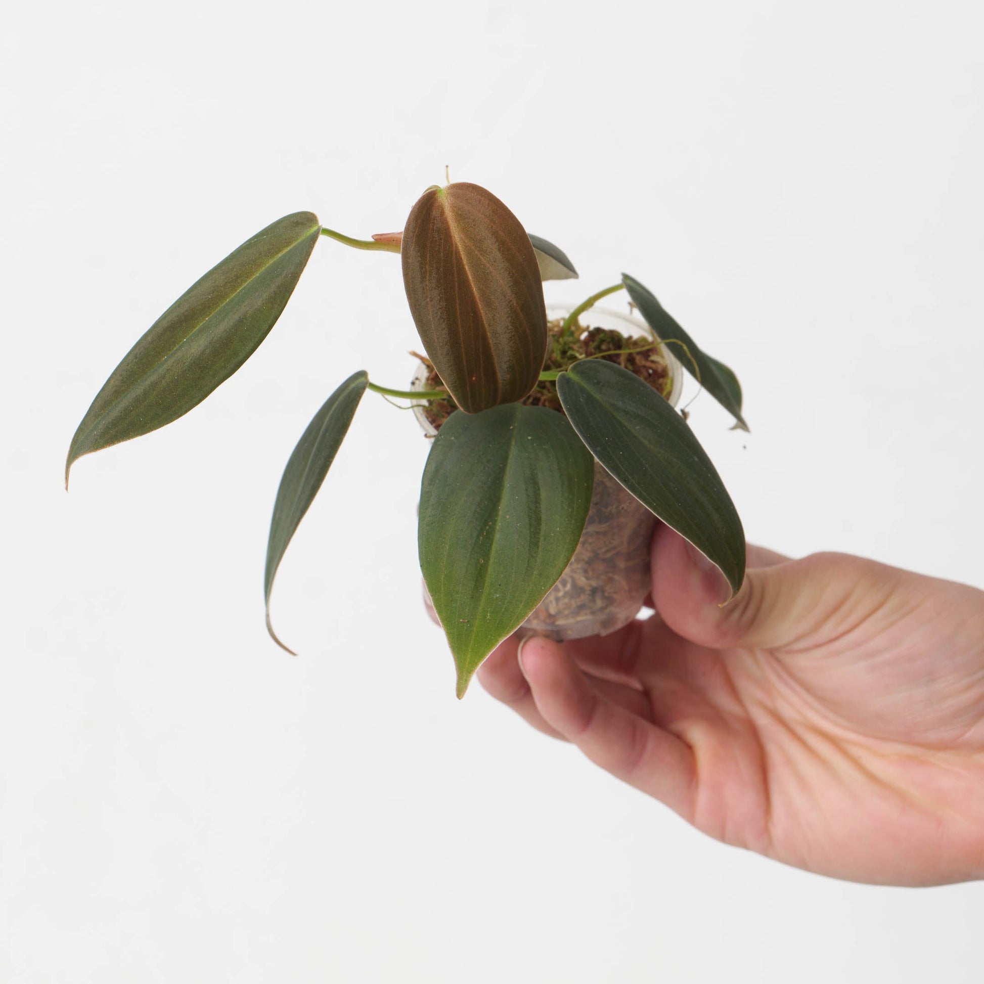 Philodendron gigas - citiplants.com