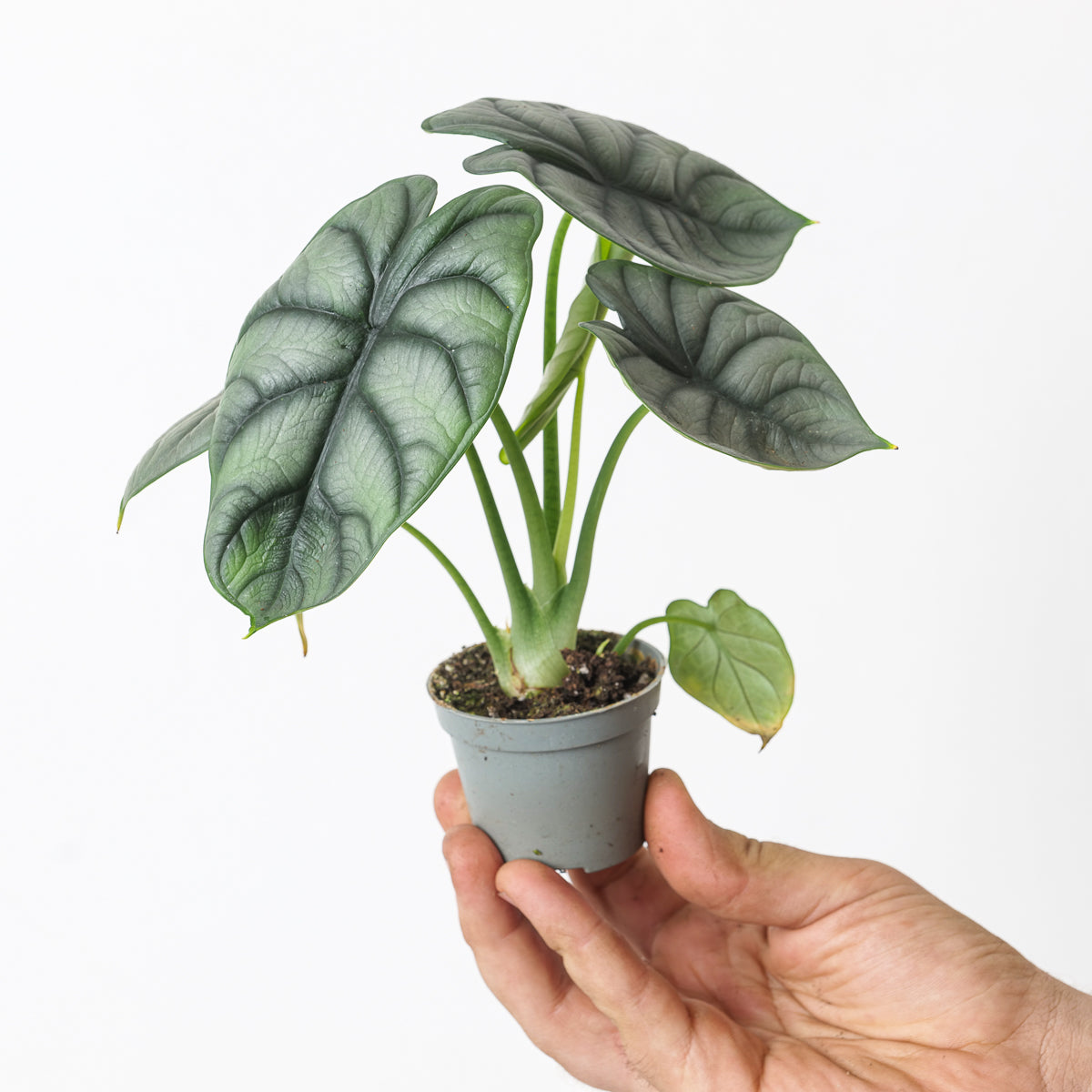 Alocasia 'Silver Dragon' - citiplants.com