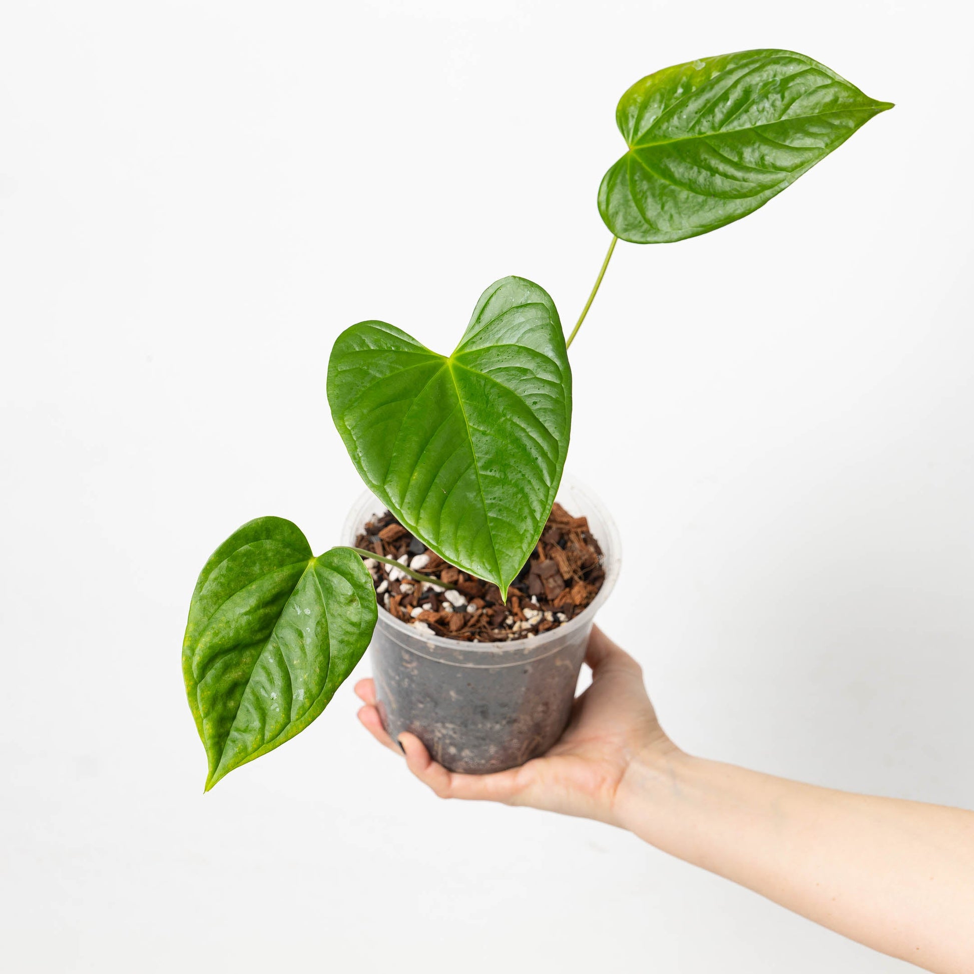 Anthurium gymnopus - citiplants.com