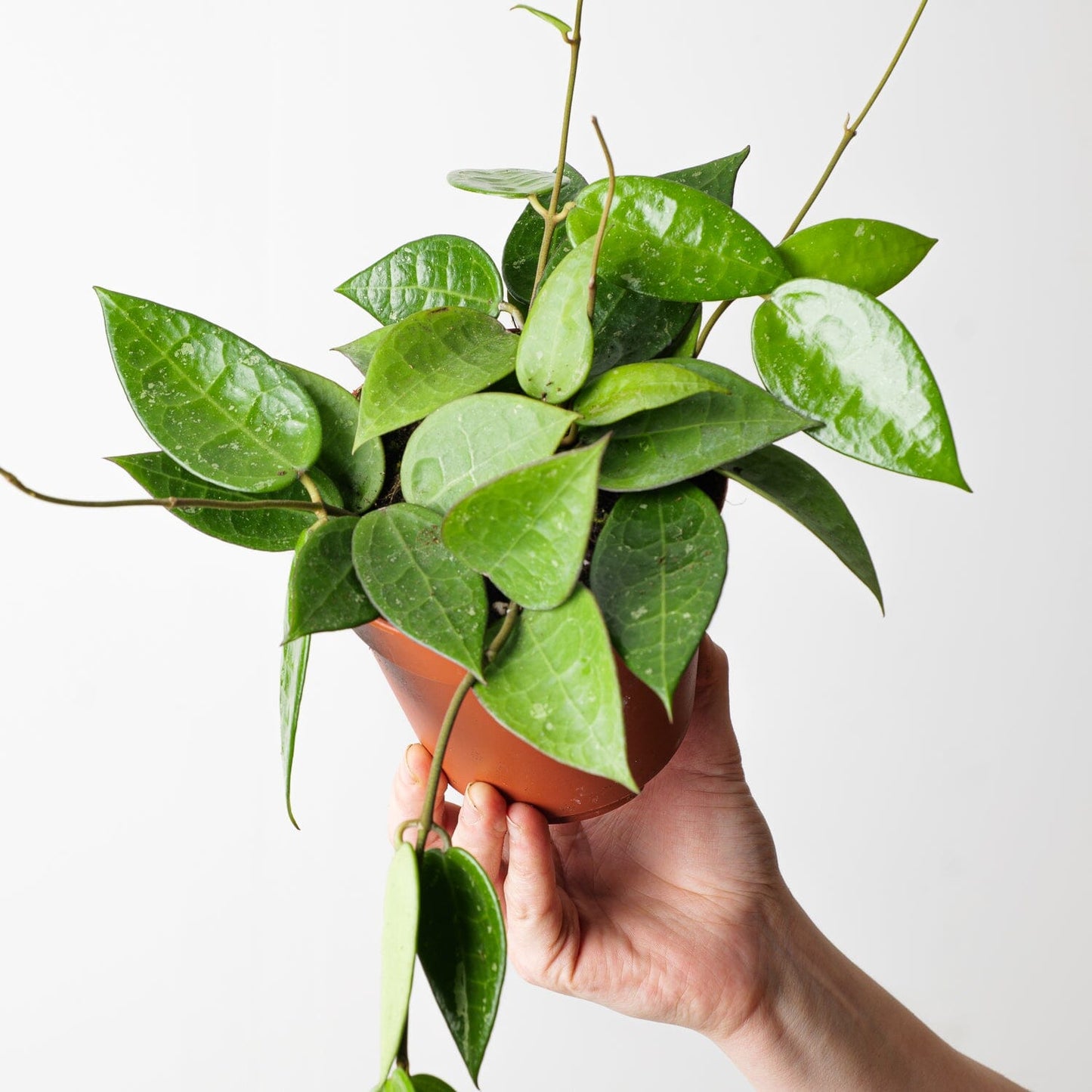 Hoya verticillata 'Black Edge' - citiplants.com