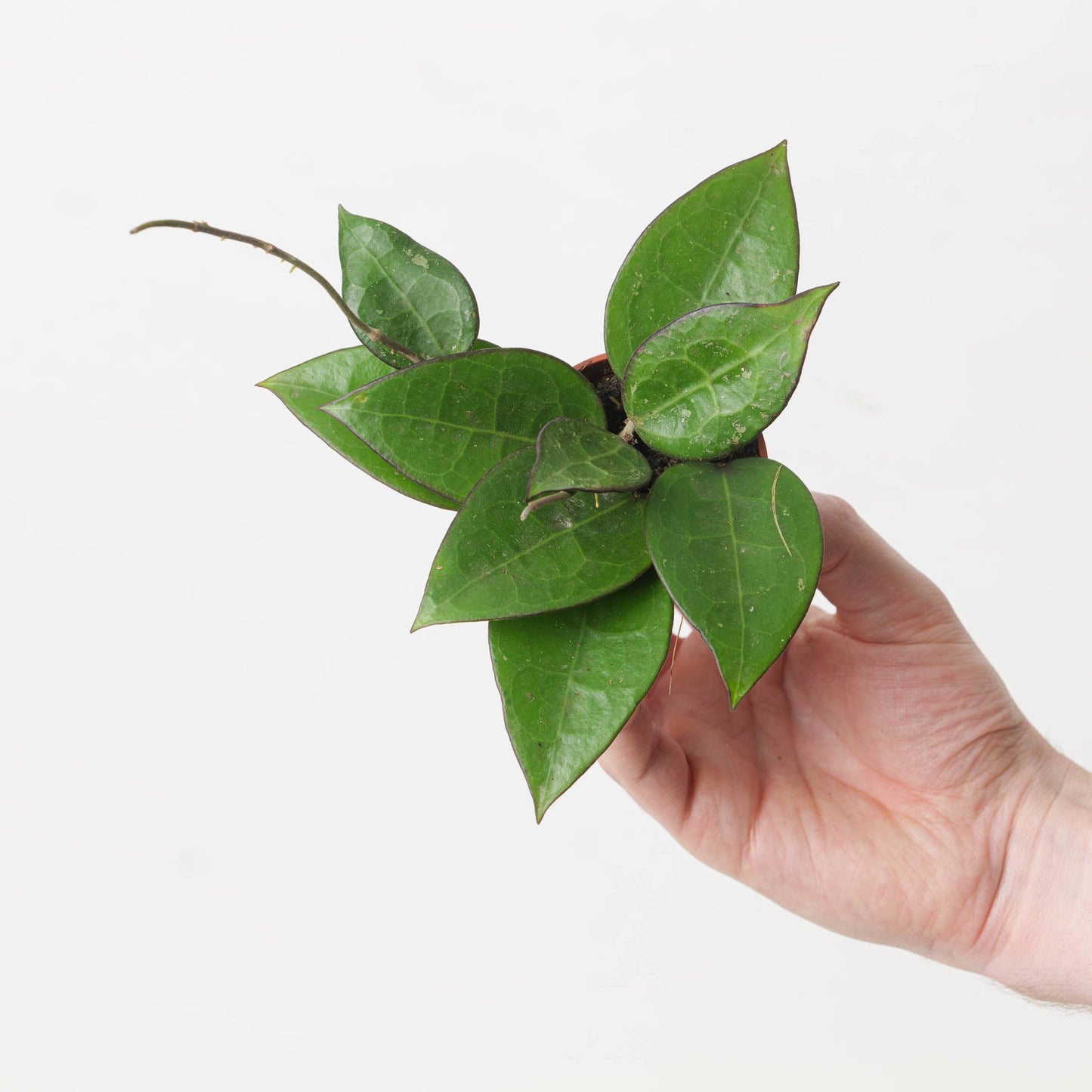 Hoya verticillata 'Black Edge' - citiplants.com