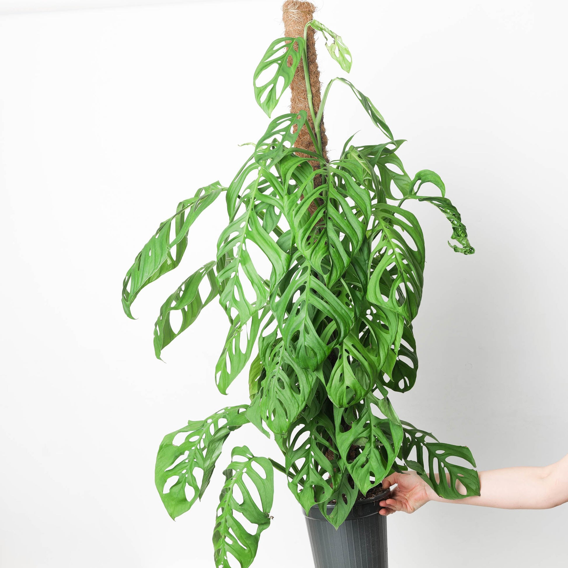 Monstera 'Esqueleto' - citiplants.com