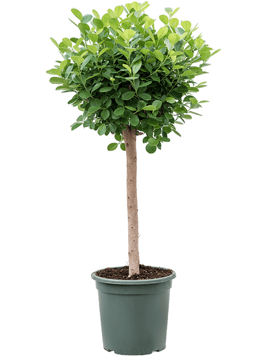 Lush Chinese Banyan Ficus microcarpa 'Moclame' Indoor House Plants - citiplants.com