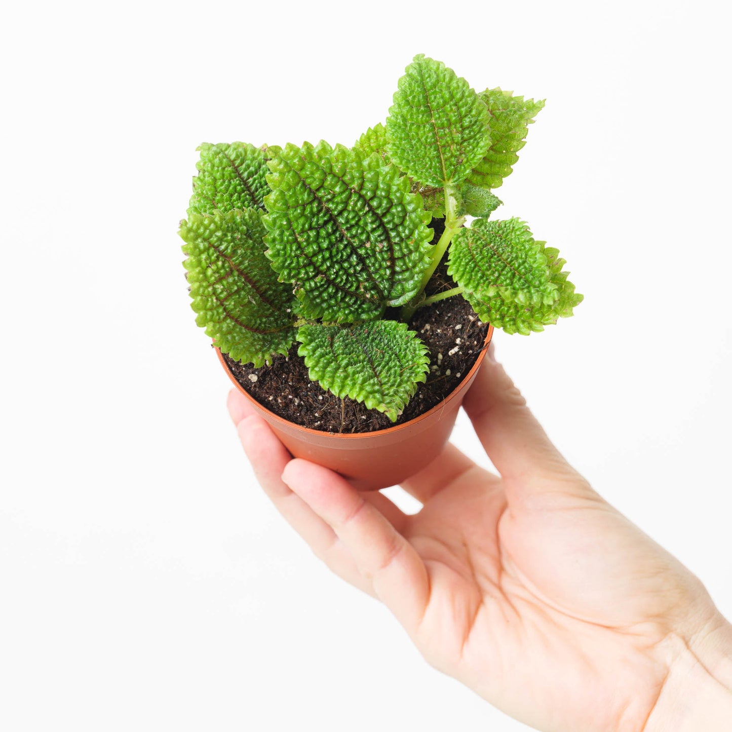 Pilea 'Moon Valley' - citiplants.com