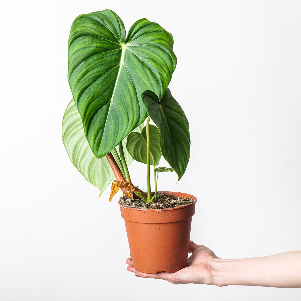 Philodendron 'McDowell' - citiplants.com