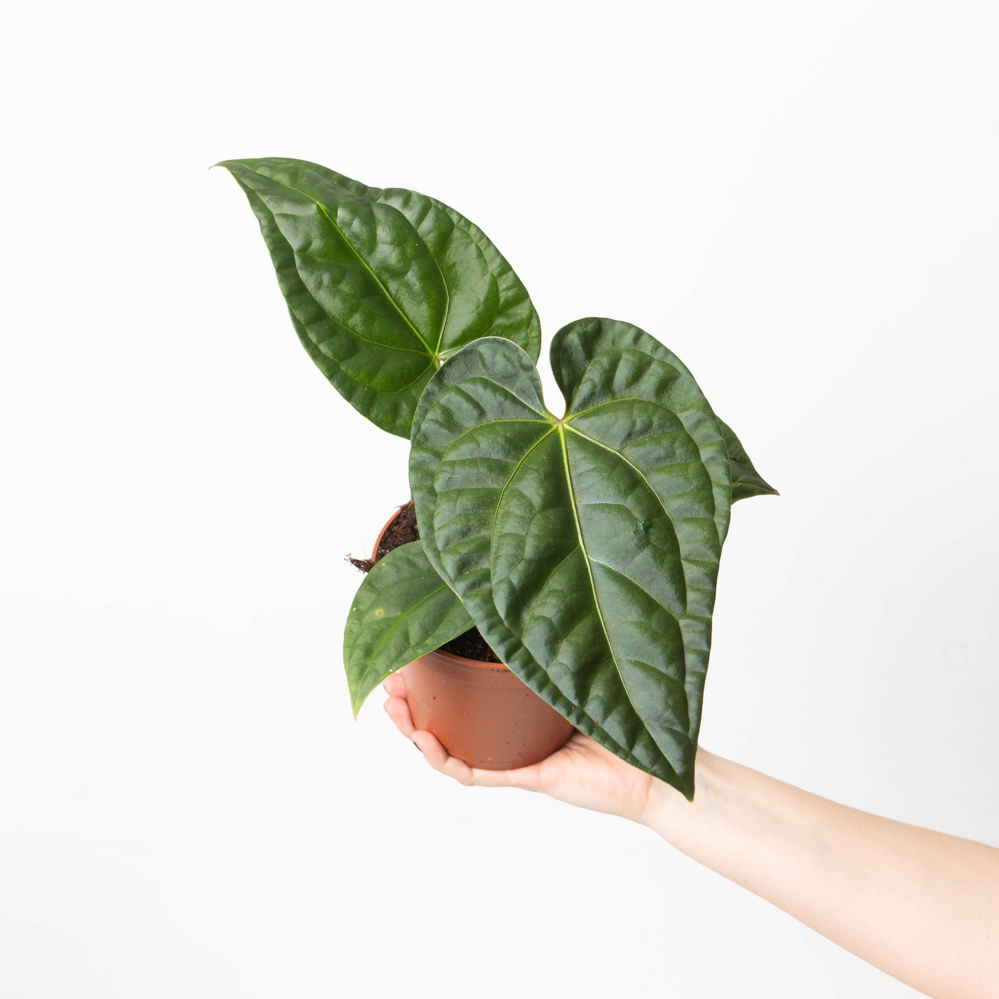 Anthurium regale x luxurians - citiplants.com