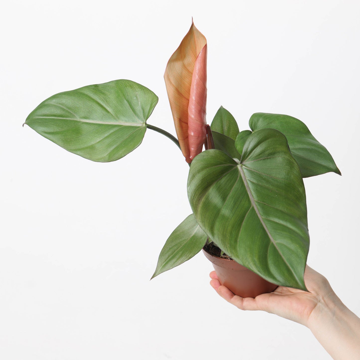 Philodendron 'Summer Glory' - citiplants.com