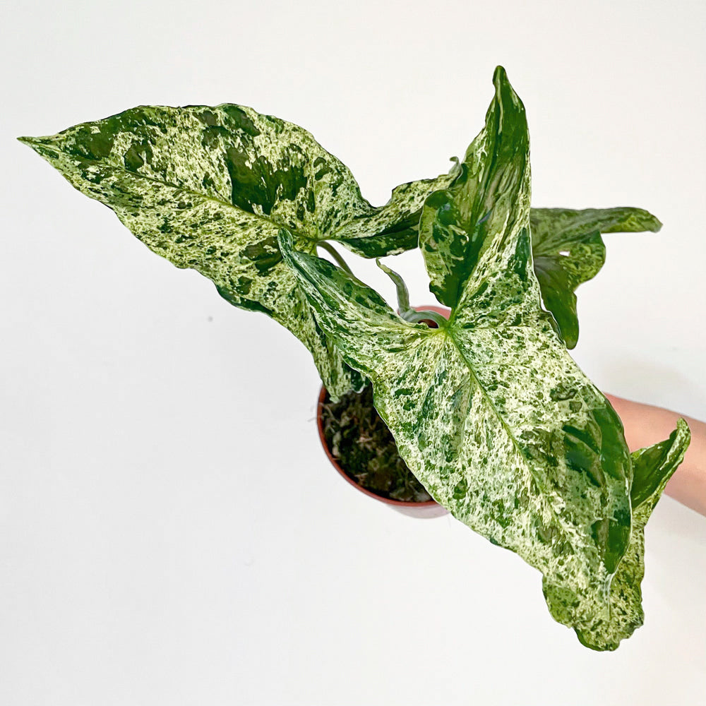 Syngonium 'Mottled' - citiplants.com