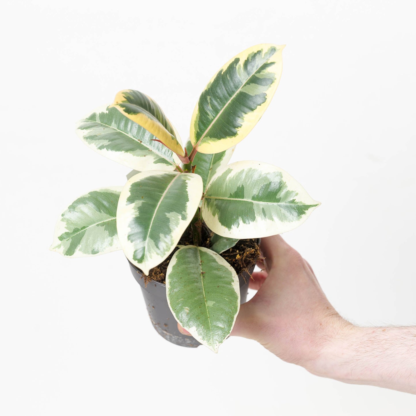 Ficus elastica 'Tineke' - citiplants.com