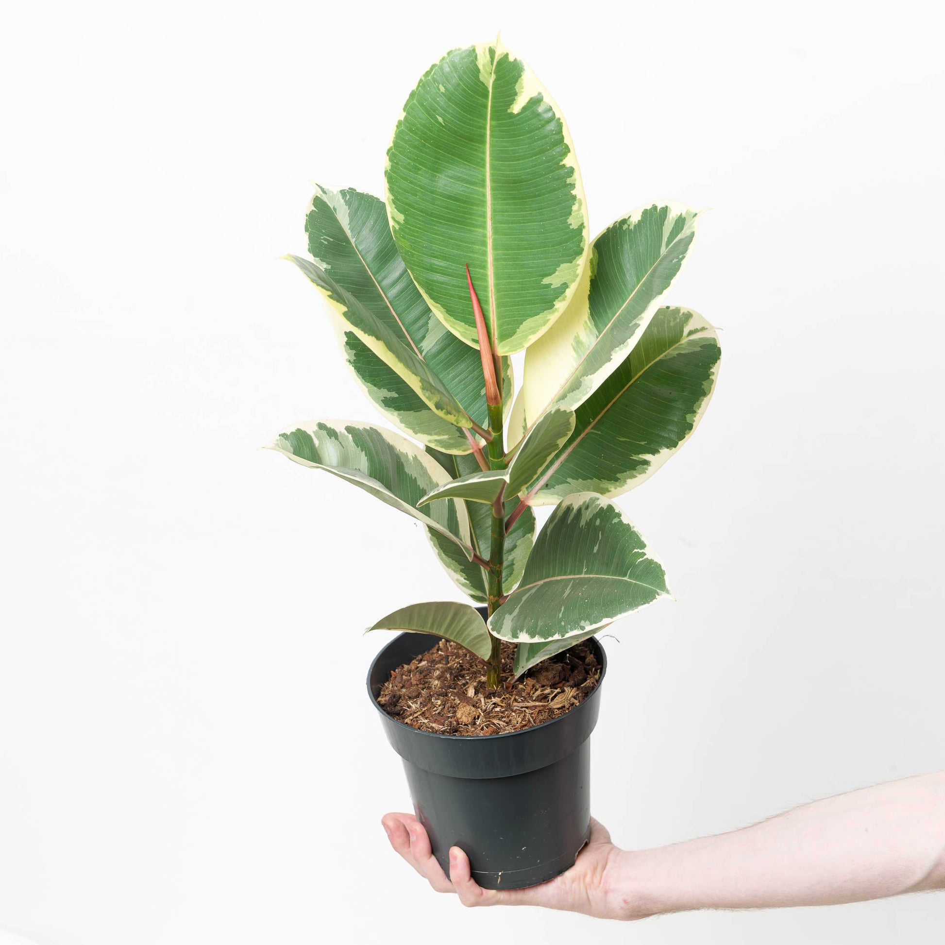 Ficus elastica 'Tineke' - citiplants.com