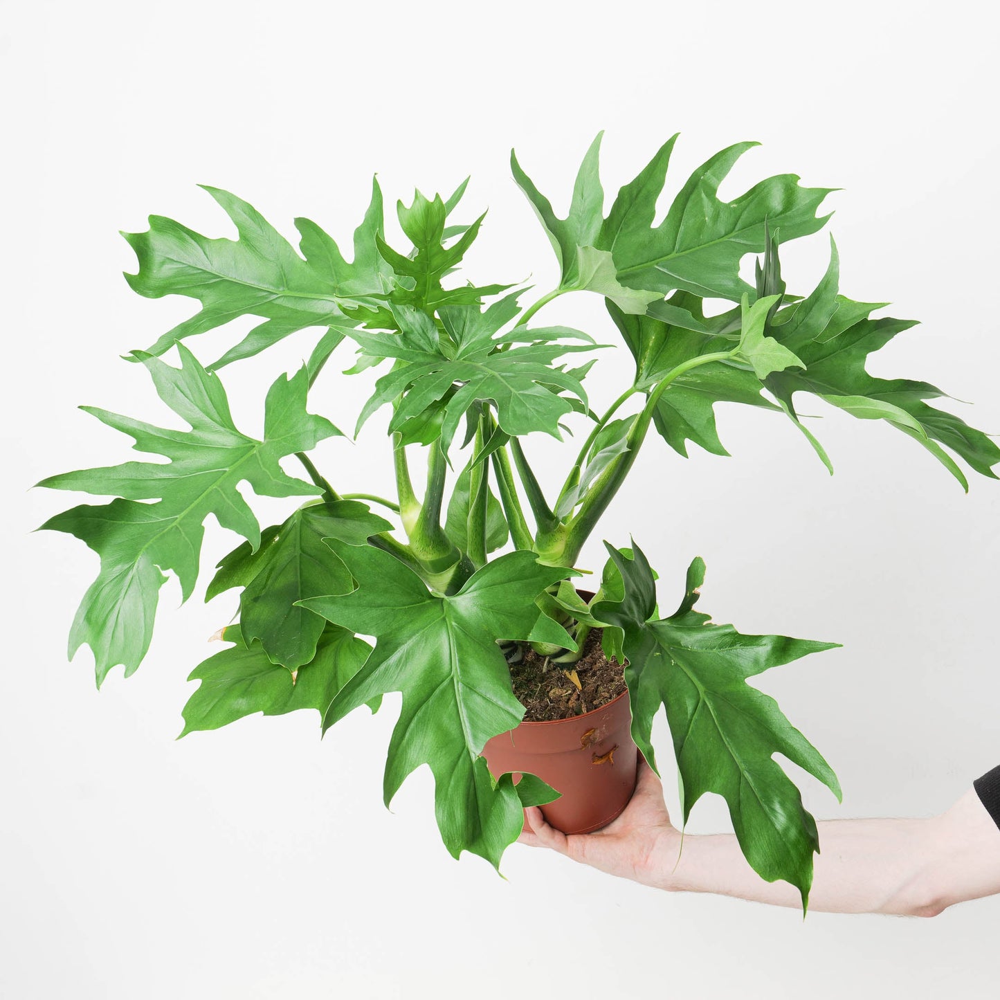 Philodendron Warscewiczii - citiplants.com