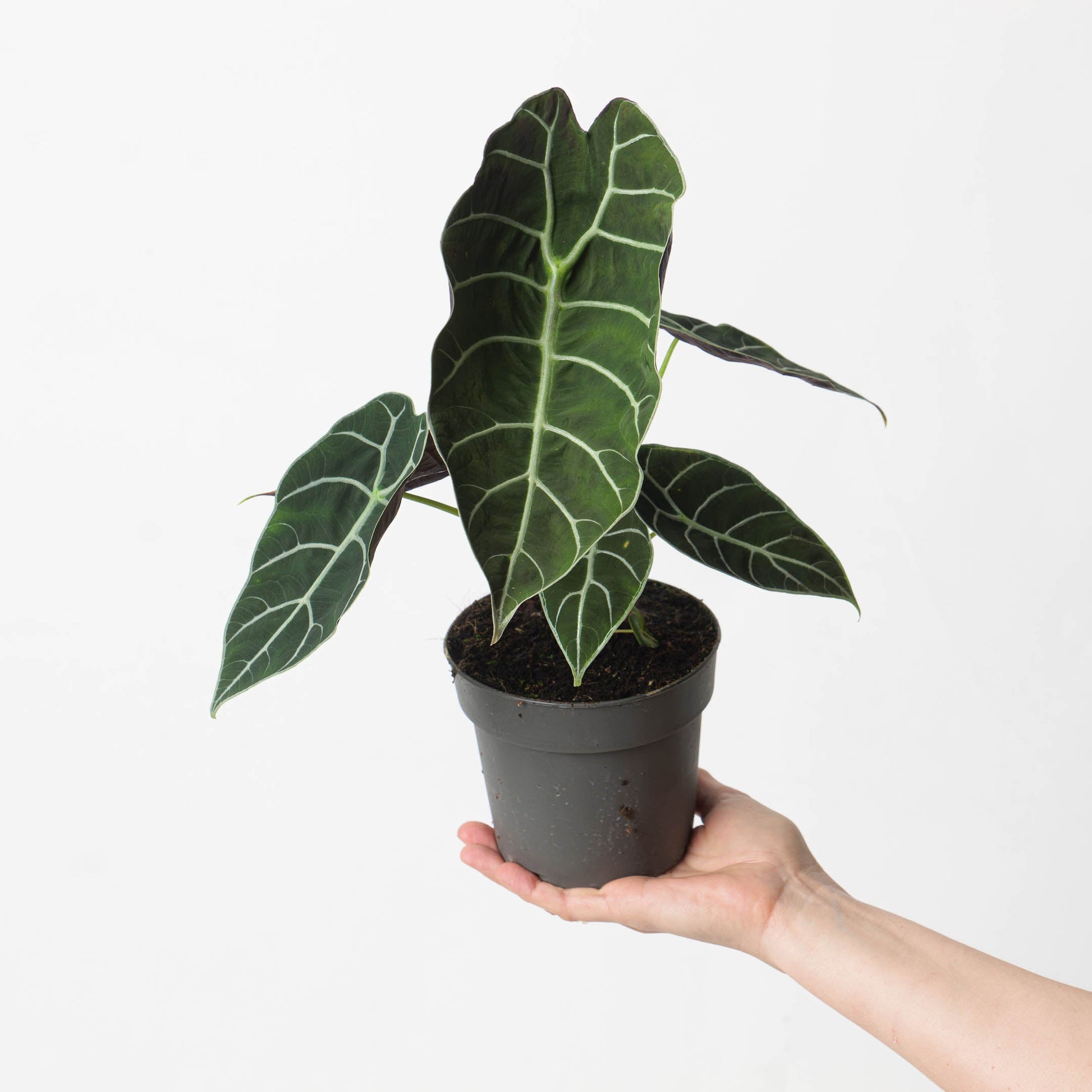 Alocasia Watsoniana 'Velvety' - citiplants.com