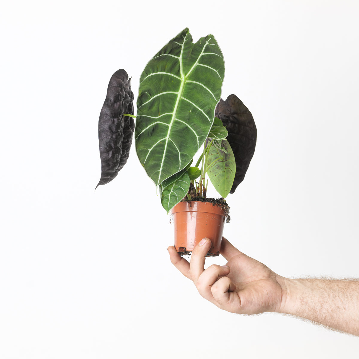 Alocasia Watsoniana 'Velvety' - citiplants.com