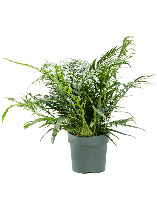 Easy-Care Basket Fern Aglaomorpha 'Jim' Indoor House Plants - citiplants.com