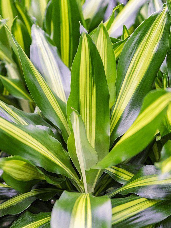 Colorful Corn Plant Dracaena fragrans 'Cintho' Indoor House Plants - citiplants.com