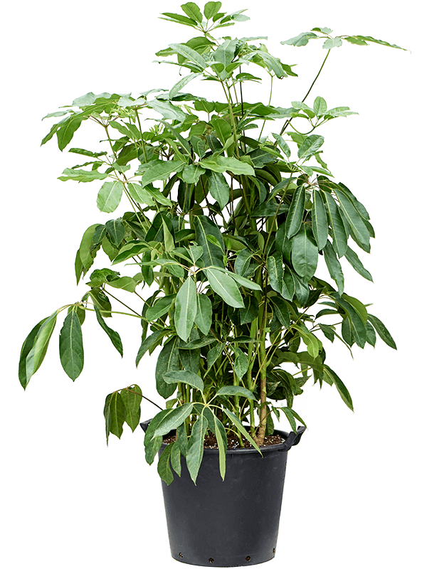 Cheerful Umbrella Tree Schefflera actinophylla 'Amate' Indoor House Plants - citiplants.com