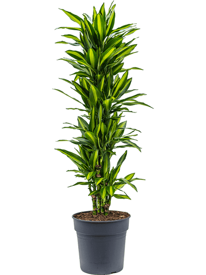 Colorful Corn Plant Dracaena fragrans 'Cintho' Indoor House Plants - citiplants.com