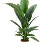 Lush Peace Lily Spathiphyllum 'Sensation' Indoor House Plants - citiplants.com