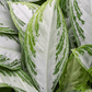 Vibrant Chinese Evergreen Aglaonema 'Silver Bay' Indoor House Plants - citiplants.com