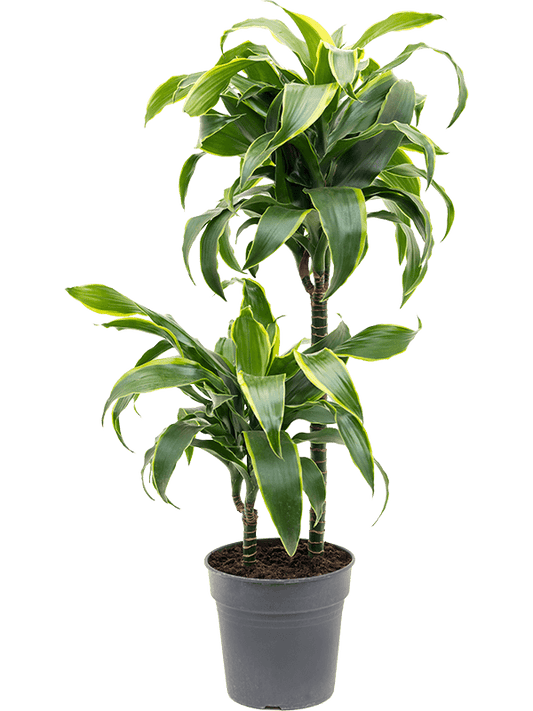 Insta-friendly Corn Plant Dracaena fragrans 'Dorado' Tall Indoor House Plants Trees - citiplants.com
