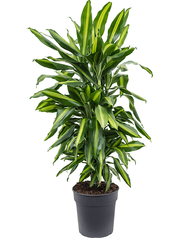 Colorful Corn Plant Dracaena fragrans 'Cintho' Indoor House Plants - citiplants.com