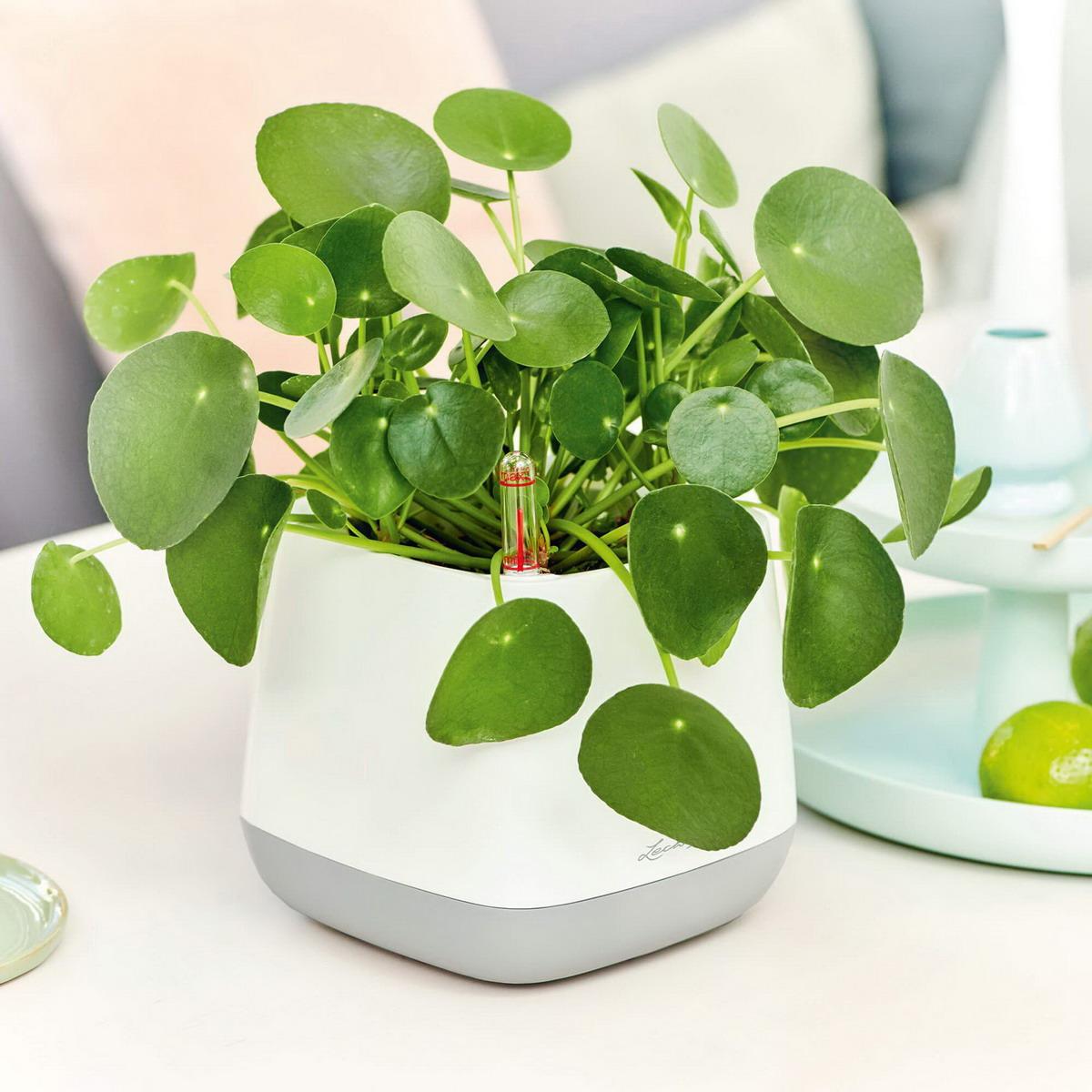 LECHUZA YULA Plant Bag White/Green Semi-Gloss Poly Resin Floor Self-watering Planter with Water Level Indicator H18 L38 W17 cm, 4.5L - citiplants.com