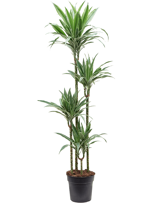Insta-friendly Dracaena deremensis 'Warneckei' Tall Indoor House Plants Trees - citiplants.com